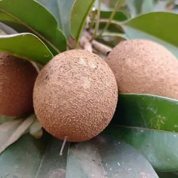 Kalapati_Chikoo_Fruit_Plant