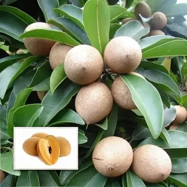 Kalapati_Chikoo_Fruit_Plant