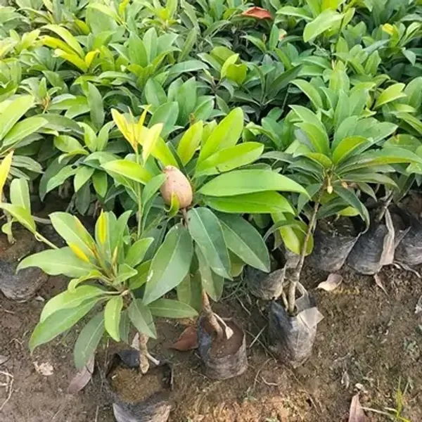 Kalapati_Chikoo_Fruit_Plant
