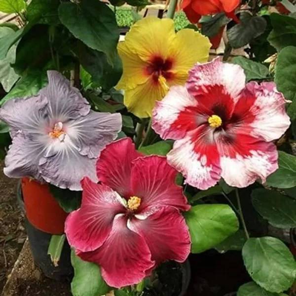 Multicolor_Mult_Grafted_Hibiscus_Flowers_Plant_7-8_Colors