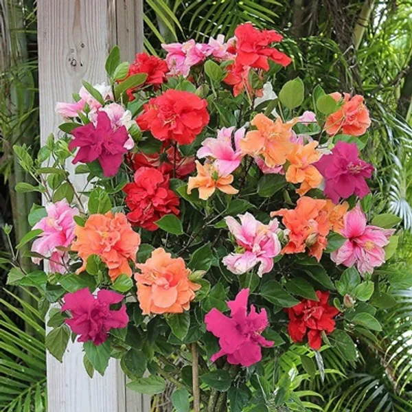 Multicolor_Mult_Grafted_Hibiscus_Flowers_Plant_7-8_Colors