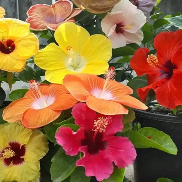 Multicolor_Mult_Grafted_Hibiscus_Flowers_Plant_7-8_Colors