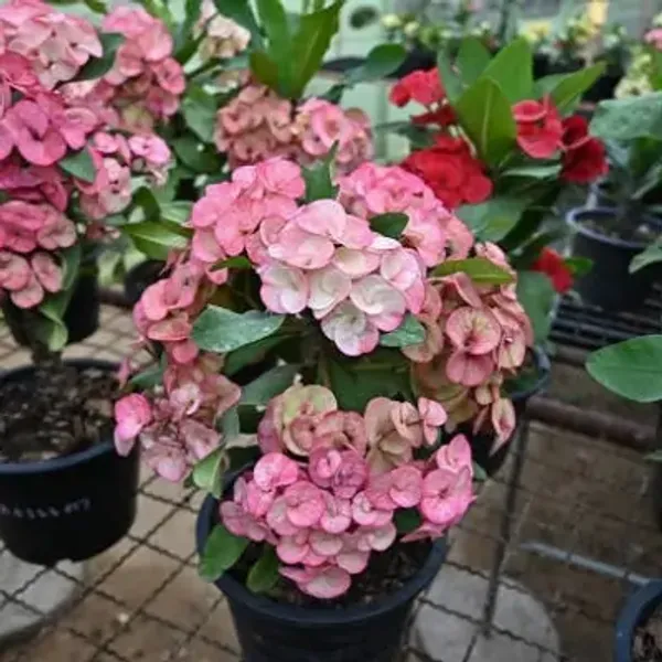 Pink_Euphorbia_Milii_Flower_Plant