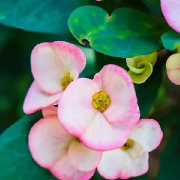 Pink_Euphorbia_Milii_Flower_Plant