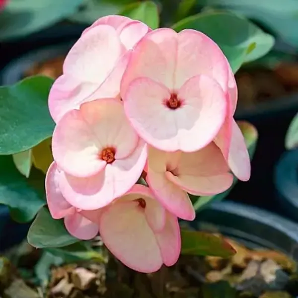 Pink_Euphorbia_Milii_Flower_Plant