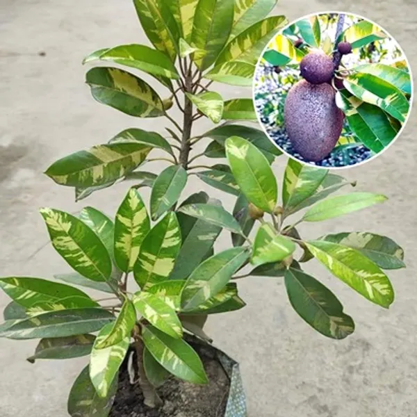 Variegated_Chikoo_Fruit_Plant