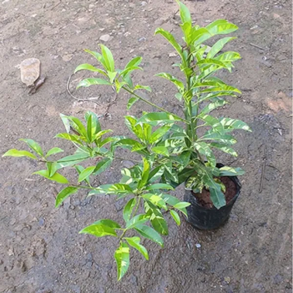 Variegated_Chikoo_Fruit_Plant