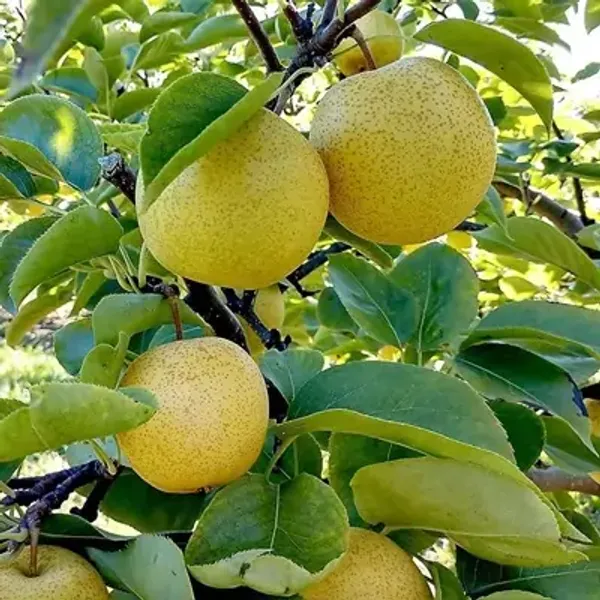 Yellow_Asian_Golden_Nashpati_Pear_Grafted_Fruit_Plant