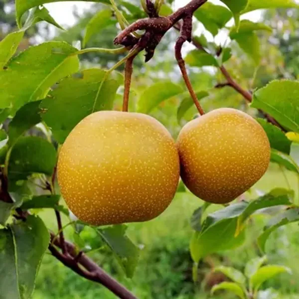 Yellow_Asian_Golden_Nashpati_Pear_Grafted_Fruit_Plant
