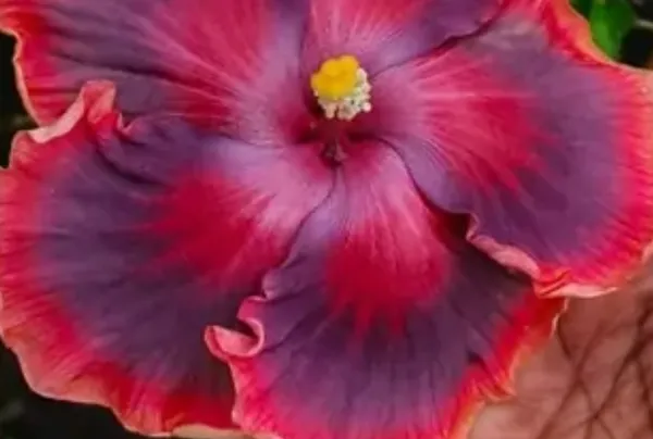 Red_Australian_Variety_Grafted_Hibiscus_Flower_Plant