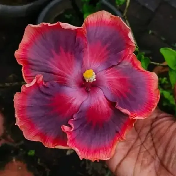 Red_Australian_Variety_Grafted_Hibiscus_Flower_Plant