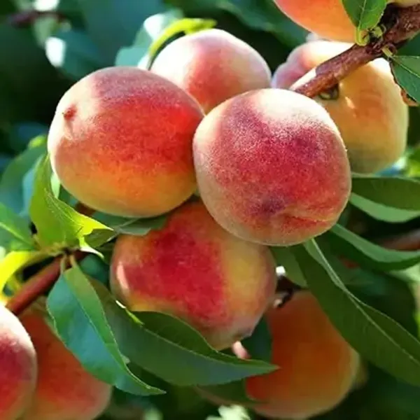 Peach_Grafted_&_Amp_Hybrid_Fruit_Plant