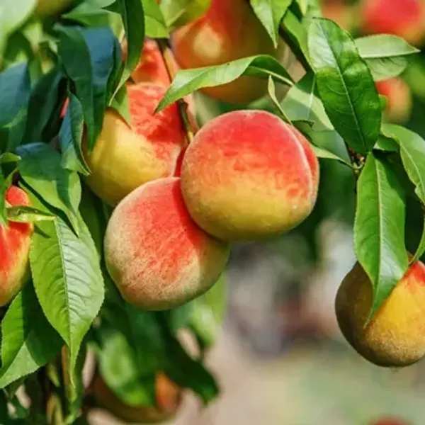 Peach_Grafted_&_Amp_Hybrid_Fruit_Plant