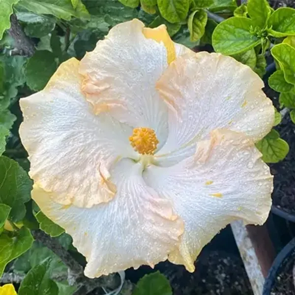 White_American_Variety_Hibiscus_Flower_Plant