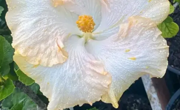 White_American_Variety_Hibiscus_Flower_Plant