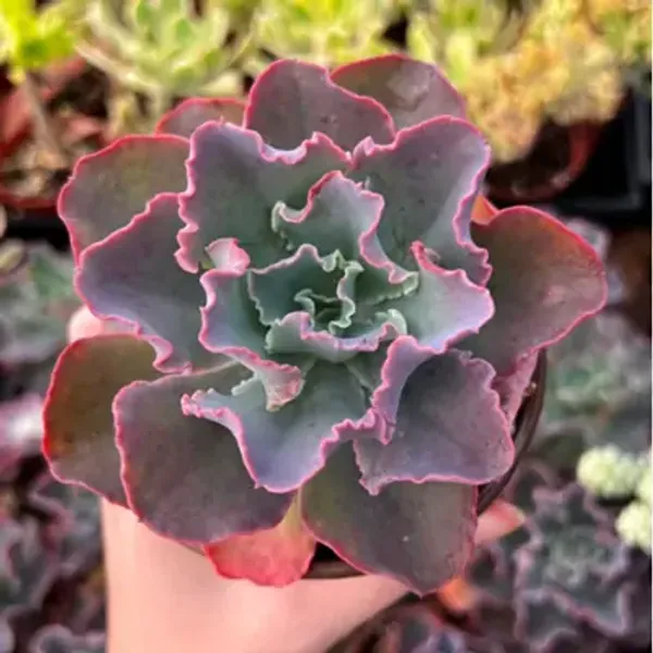 Black_Echeveria_Gibb_Flora_Succulents_Live_Plant