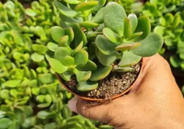 Green_Crassula_Jade_Live_Sacculent_Plant