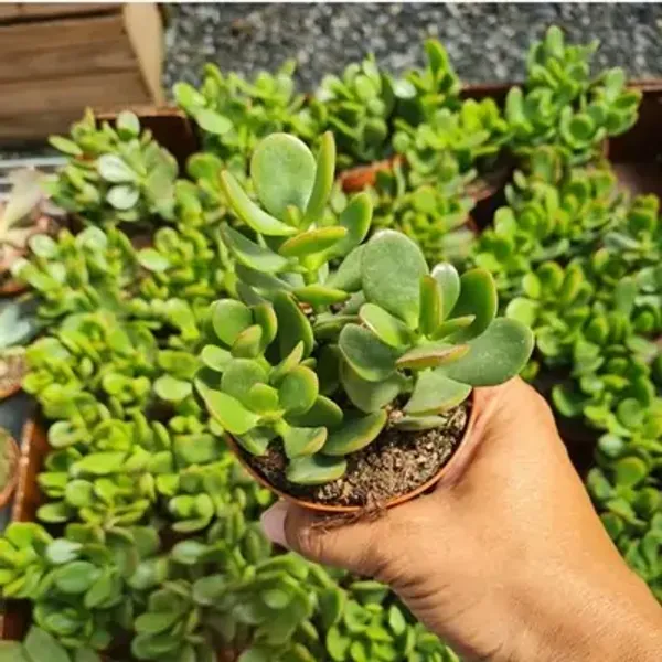 Green_Crassula_Jade_Live_Sacculent_Plant