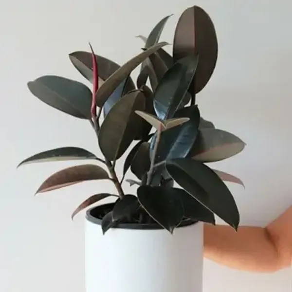Black_Premium_Rubber_Plant