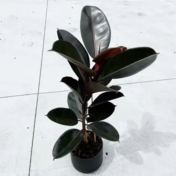 Black_Premium_Rubber_Plant
