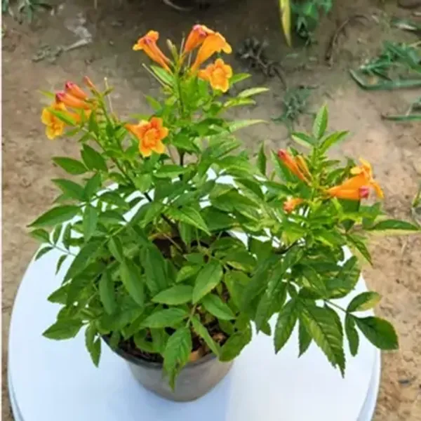 Yellow_Tecoma_Flower_Plant_Orange