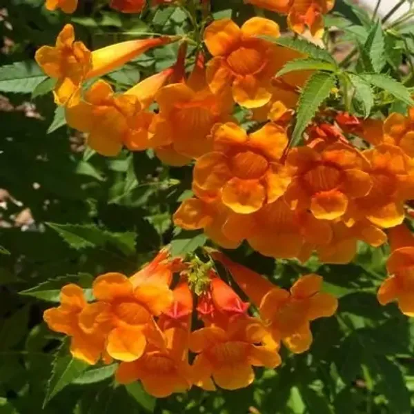 Yellow_Tecoma_Flower_Plant_Orange