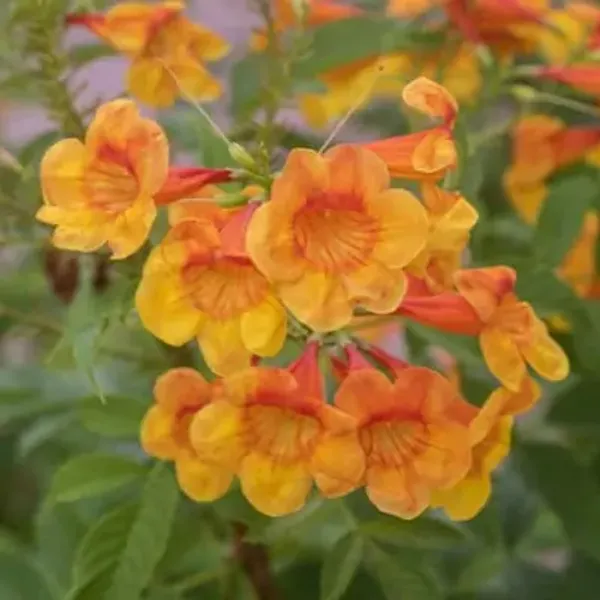 Yellow_Tecoma_Flower_Plant_Orange