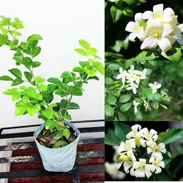White_Kamini_Jessamine_Flower_Plant