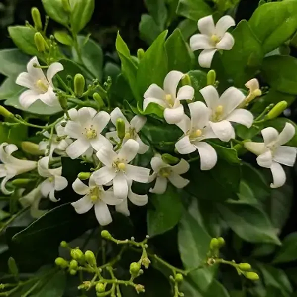 White_Kamini_Jessamine_Flower_Plant
