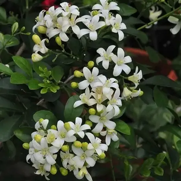 White_Kamini_Jessamine_Flower_Plant