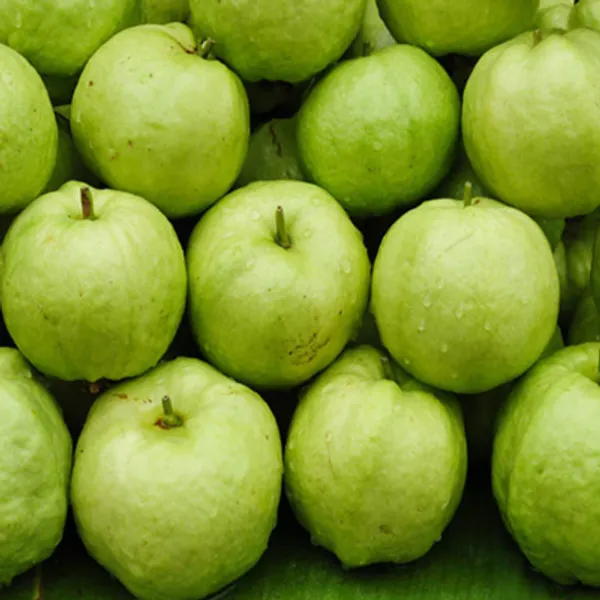 Green_Lucknow49_Guava_Grafted_&_Amp_Hybrid_Fruit_Plant