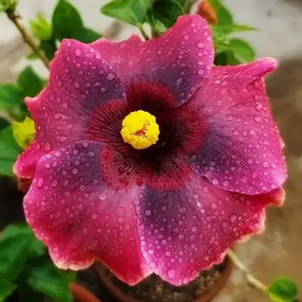 Purple_Australian_Variety_Grafted_Hibiscus_Flower_Plant