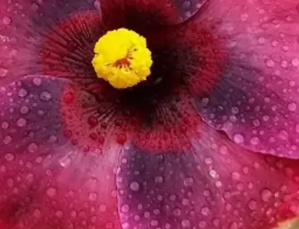 Purple_Australian_Variety_Grafted_Hibiscus_Flower_Plant