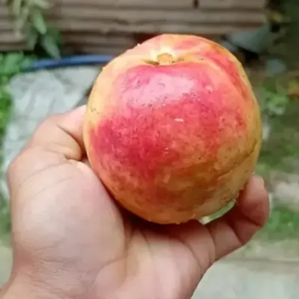 Red_Apple_Cross_Guava_Grafted_&_Amp_Hybrid_Fruit_Plant