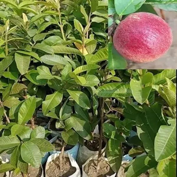 Red_Apple_Cross_Guava_Grafted_&_Amp_Hybrid_Fruit_Plant