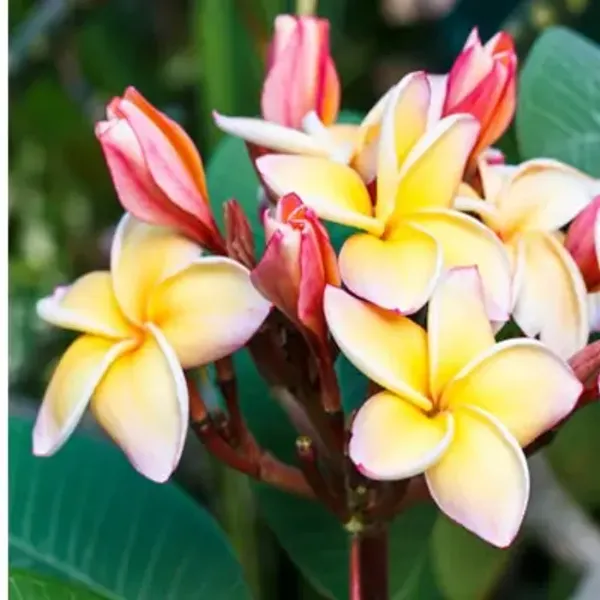 Yellow_&_White_Dwarf_Variety_Plumeria_Flower_Plant