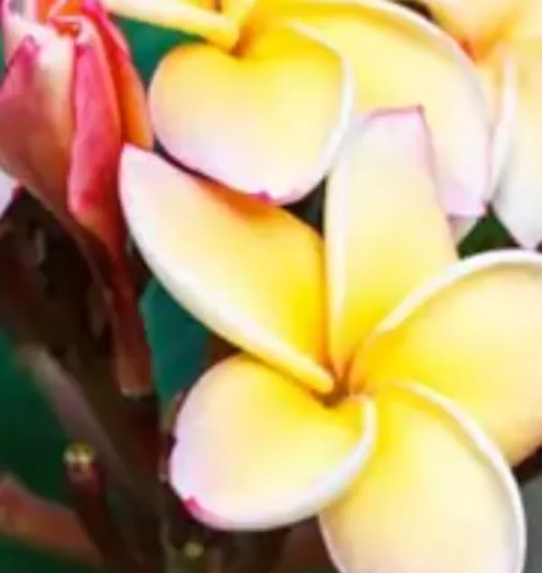 Yellow_&_White_Dwarf_Variety_Plumeria_Flower_Plant