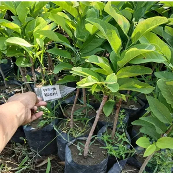 Red_Custard_Apple_Grafted_Fruit_Plant
