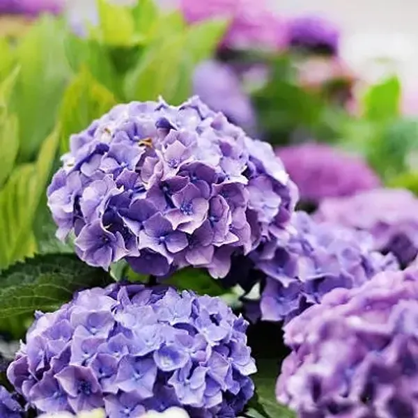Hybrid_Hydrangea_Flower_Plants_Blue
