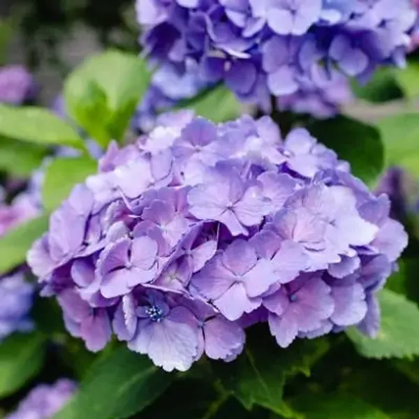 Hybrid_Hydrangea_Flower_Plants_Blue