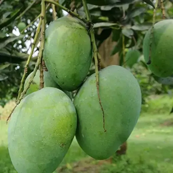 Green_Him_Sagar_Mango_Grafted_Fruit_Plant