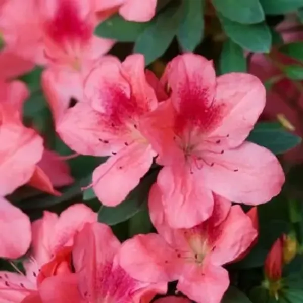 Pink_Azalea_Flower_Plant