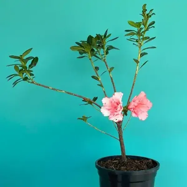 Pink_Azalea_Flower_Plant