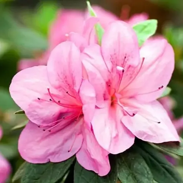 Pink_Azalea_Flower_Plant