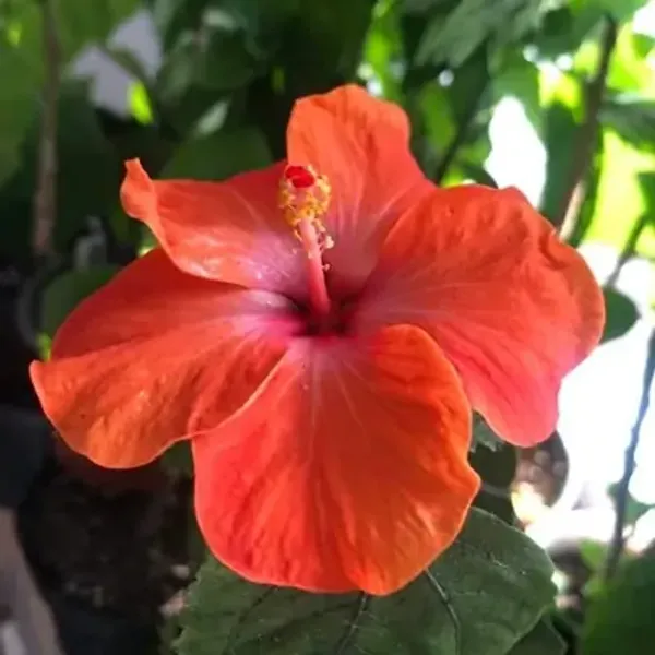 Orange_American_Variety_Hibiscus_Flower_Plants