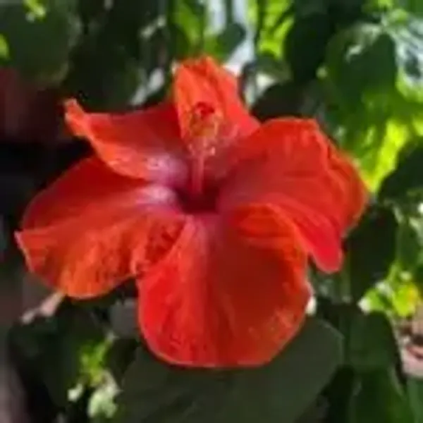 Orange_American_Variety_Hibiscus_Flower_Plants