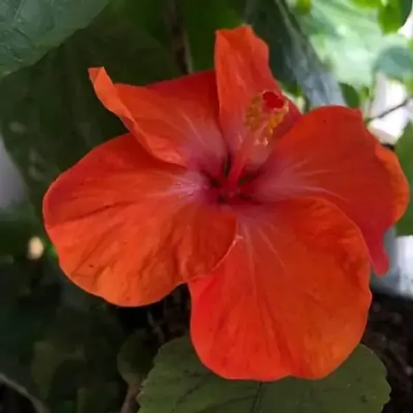 Orange_American_Variety_Hibiscus_Flower_Plants