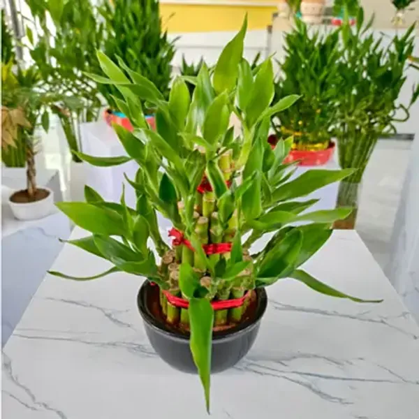Green_Lucky_Bamboo_Live_Plants_3_Layers
