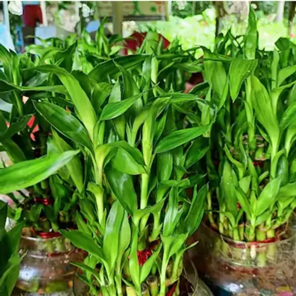Green_Lucky_Bamboo_Live_Plants_3_Layers