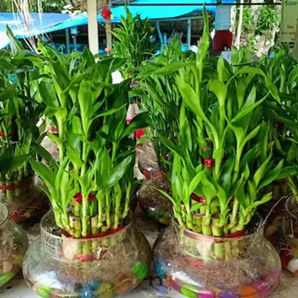 Green_Lucky_Bamboo_Live_Plants_3_Layers